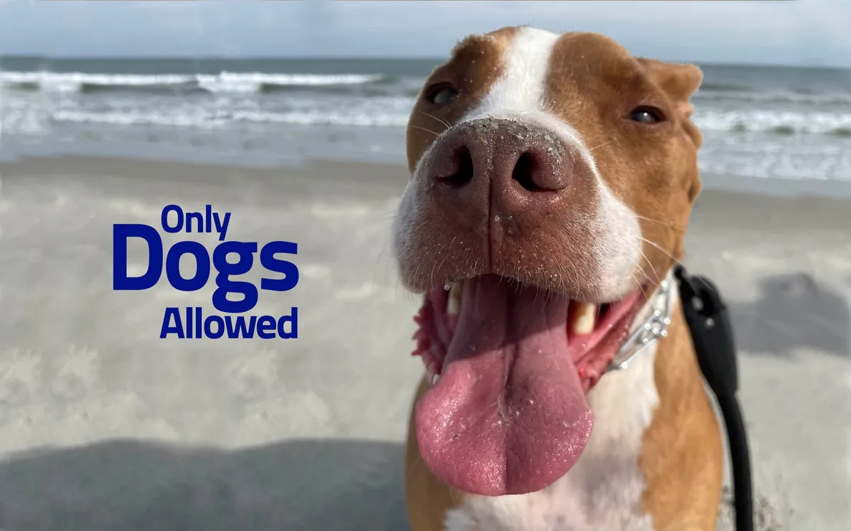 A joyful dog with the ocean in the background and the words 'Only Dogs Allowed,' capturing the fun of bringing pets along for a beach adventure.